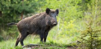Chłodnia na dziczyznę – jak wybrać?